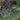 After Dark® Agonis