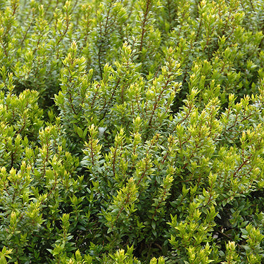 Dwarf Myrtle