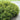 Dwarf Myrtle