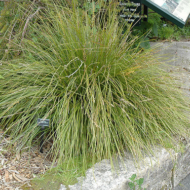 Breeze Dwarf Mat Rush