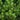 Boxleaf Euonymus