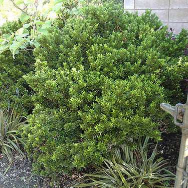 Boxleaf Euonymus