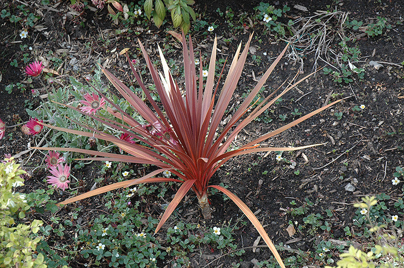 Red Star Red Grass Tree - Thumbnail 2