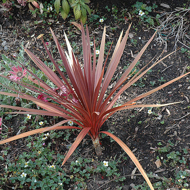 Red Star Red Grass Tree