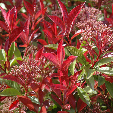 Fraser Photinia