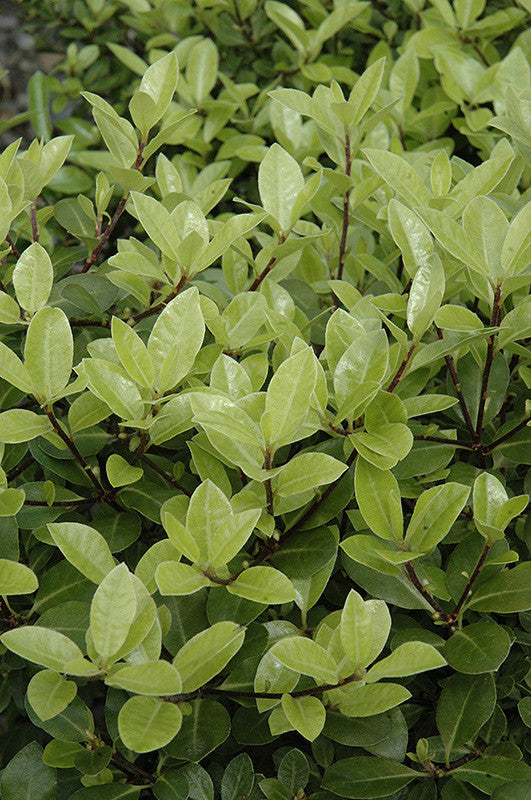 Pittosporum tenuifolium 'Golf Ball'