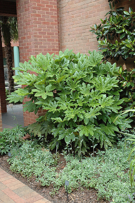 Japanese Fatsia