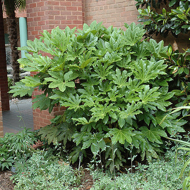 Japanese Fatsia
