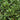 Dwarf Yedda Hawthorn