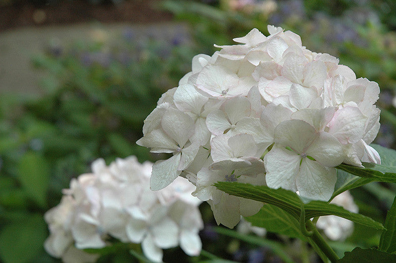Sister Theresa Hydrangea