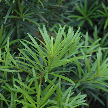 Japanese Yew