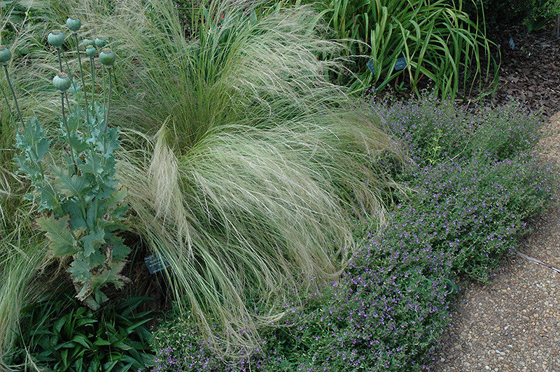 Mexican Feather Grass - Thumbnail 2