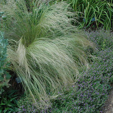 Mexican Feather Grass