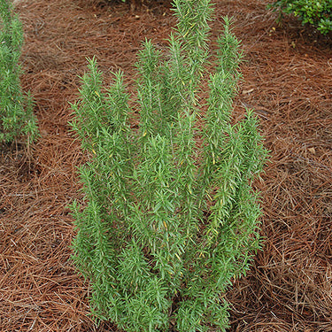 Upright Rosemary