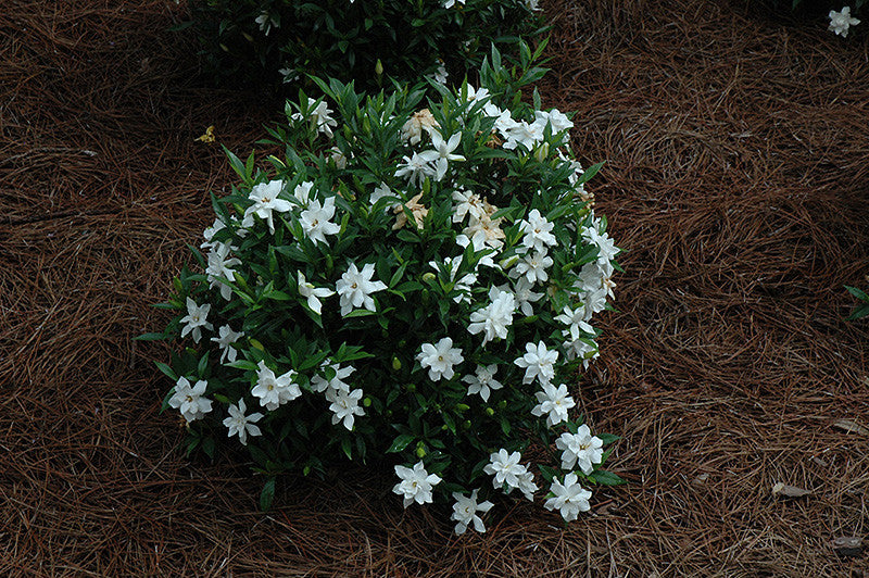 Frost Proof Hardy Gardenia - Thumbnail 2