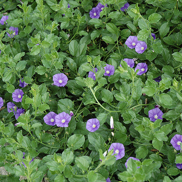 Miniature Morning Glory