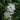 Radicans Miniature Gardenia