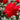Chrysler Imperial Rose