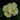 Supernova White Primrose