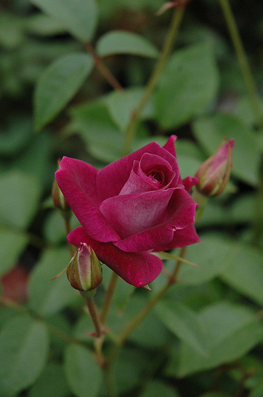 Armstrong Grown Iceberg Rose - Thumbnail 2