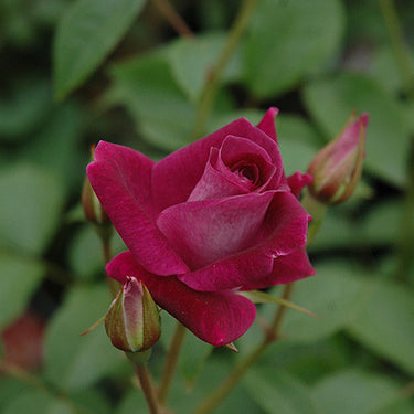 Burgundy Iceberg Rose