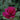 Intrigue Rose