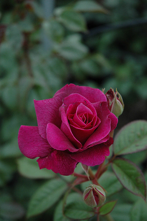 Intrigue Rose