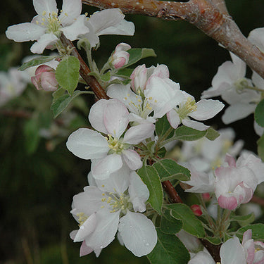 Pink Lady Apple
