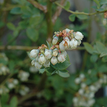 Jubilee Blueberry