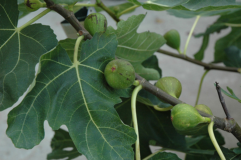 Mission Fig