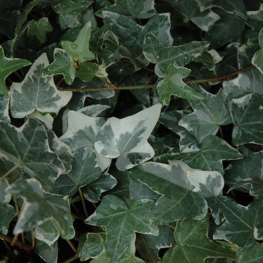 Glacier Ivy