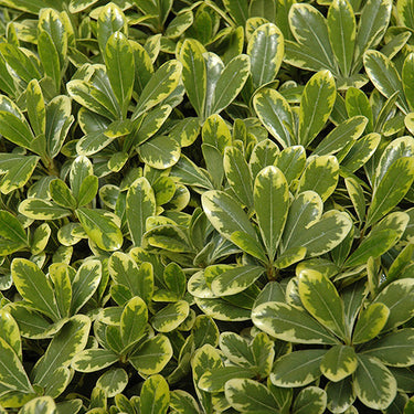 Cream De Mint Dwarf Mock Orange