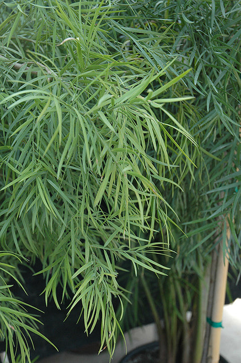 Fern Podocarpus