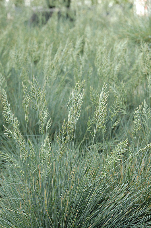 Elijah Blue Fescue - Thumbnail 5