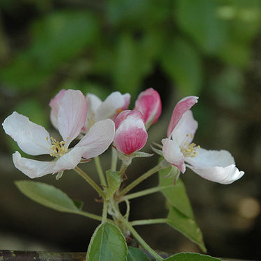 Braeburn Apple