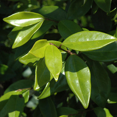 Texas Privet