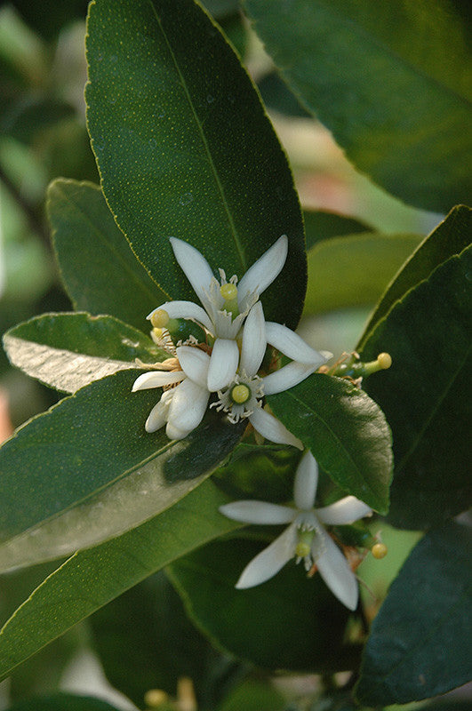 Bearss Seedless Lime Semi Dwarf - Thumbnail 2