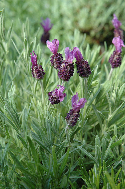 Anouk Spanish Lavender