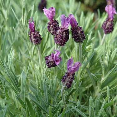 Anouk Spanish Lavender