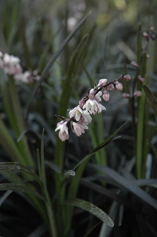 Black Mondo Grass - Thumbnail 2