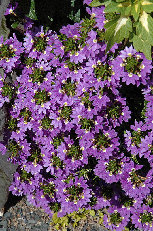 Scaevola Blue Wonder Fan Flower