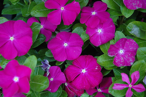 Vinca - 4 inch