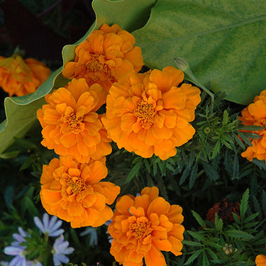 Marigold - 4 inch