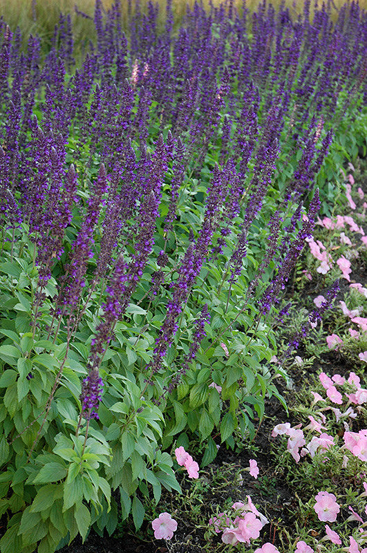 Mystic Spires Blue Sage
