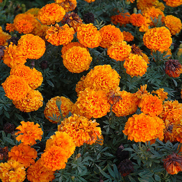 Marigold - Colorpack