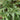 Holly Fern