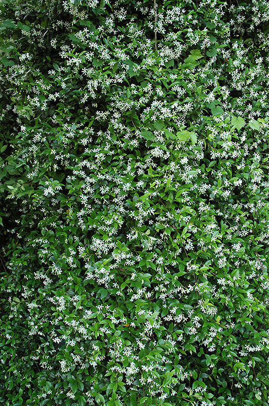 Jasmine Asian Jasmine - Low-Maintenance Groundcover with Lush Green