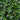 Star - Jasmine