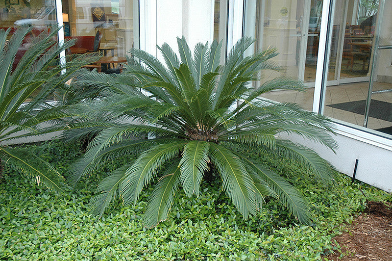 Sago Palm - Thumbnail 3