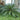 Sago Palm